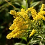 Goldenrod: Benefits, Dosage, and Precautions