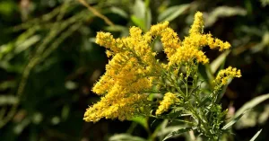 Goldenrod: Benefits, Dosage, and Precautions