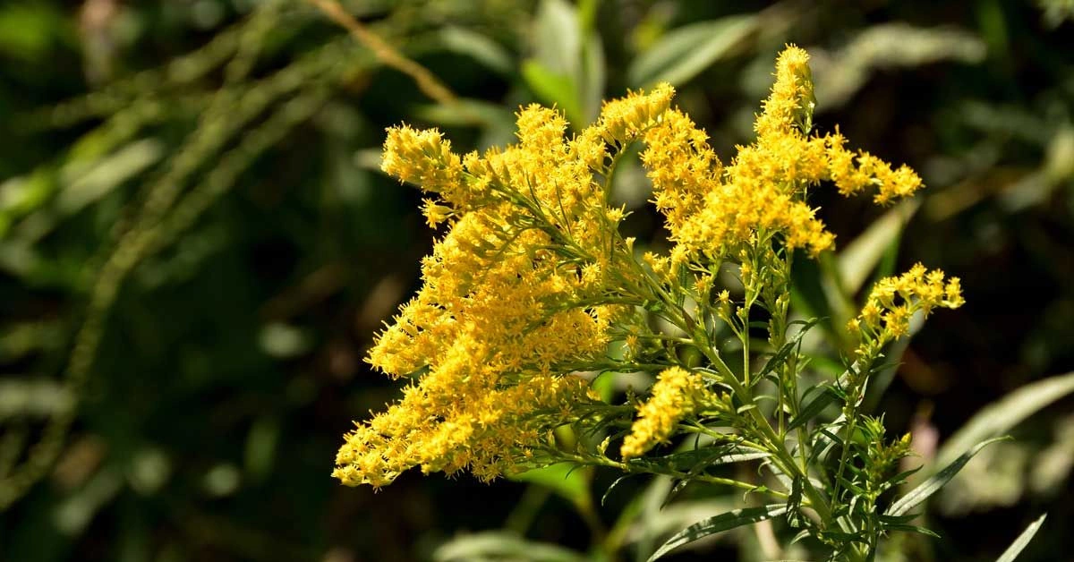 Goldenrod: Benefits, Dosage, and Precautions