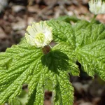 Goldenseal: Benefits, Dosage, Side Effects, and More
