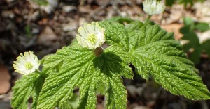 Goldenseal Cure For Everything: Myths & Facts
