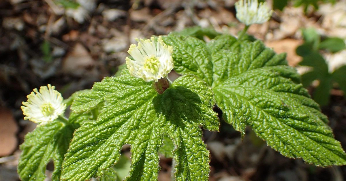Goldenseal: Benefits, Dosage, Side Effects, and More