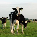 7 Reasons to Switch to Grass-Fed Butter