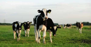 7 Reasons to Switch to Grass-Fed Butter