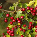 Health Benefits of Hawthorn Berry