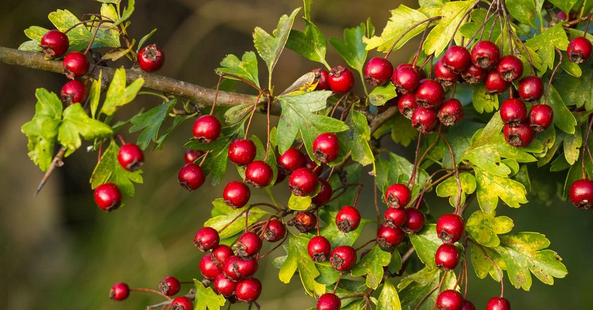 Health Benefits of Hawthorn Berry