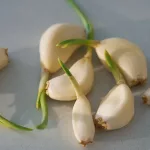 4 Herbs for Sickle Cell Anemia