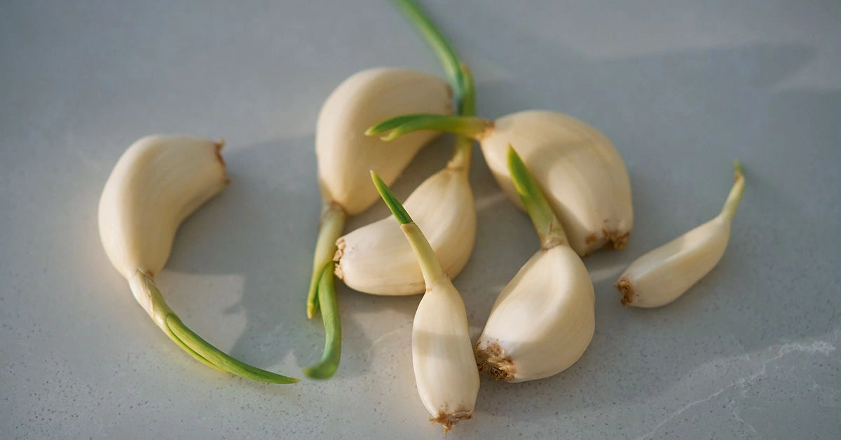 4 Herbs for Sickle Cell Anemia