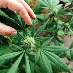 11 High CBD Cannabis Strains to Ease Anxiety