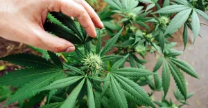 11 High CBD Cannabis Strains to Ease Anxiety