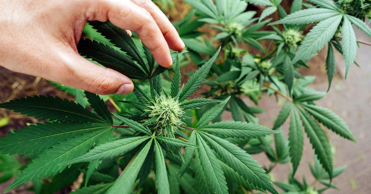 11 High CBD Cannabis Strains to Ease Anxiety