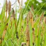 Horsetail Benefits, Uses & Side Effects