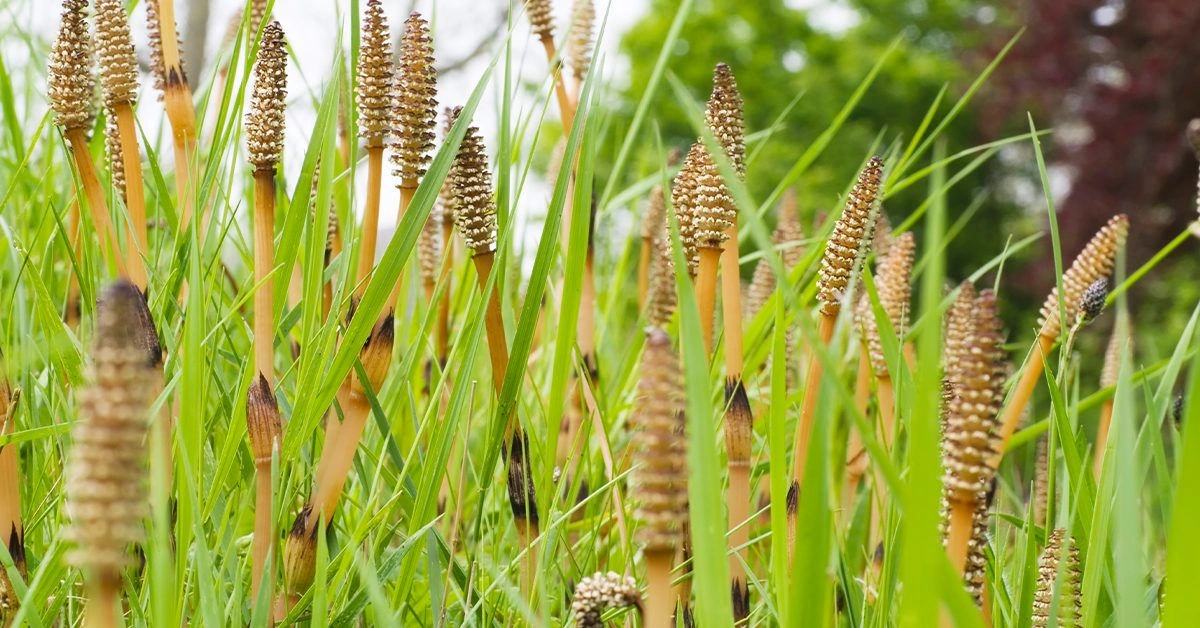 Horsetail: Benefits, Uses, and Side Effects