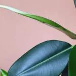 12 Houseplants to Refresh Dry Indoor Air