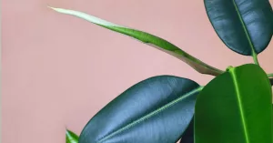 12 Houseplants to Refresh Dry Indoor Air