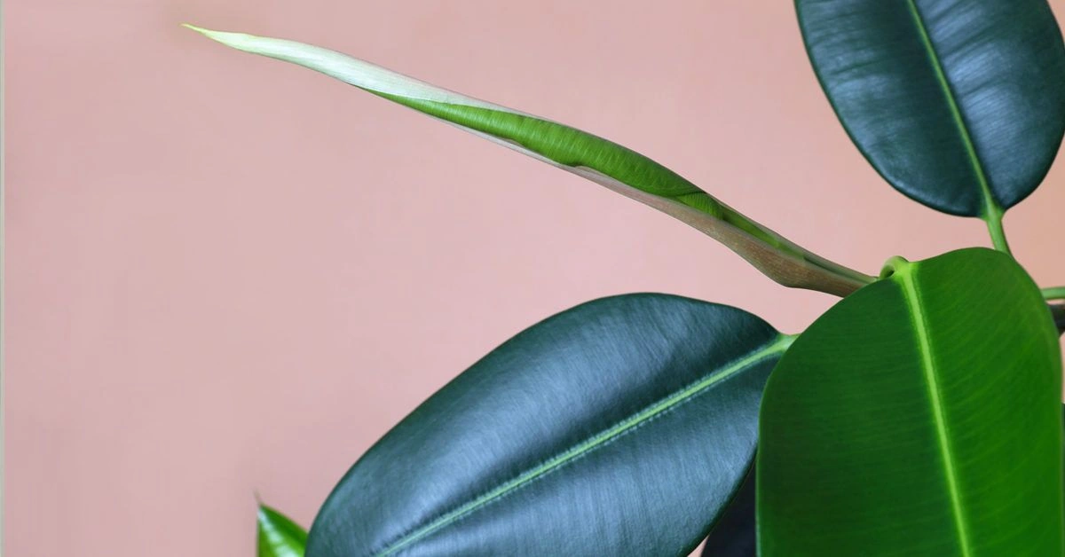 12 Houseplants to Refresh Dry Indoor Air