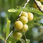 Indian Gooseberry: Benefits, Uses, and Side Effects