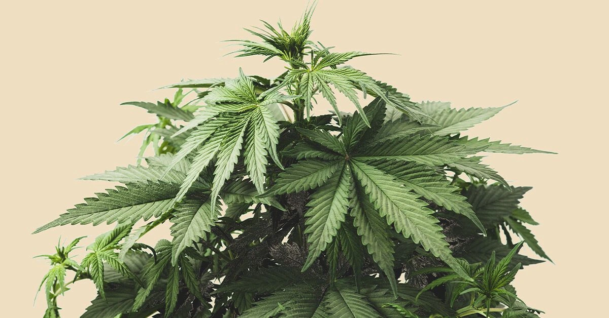 Your Guide to Indica Strains