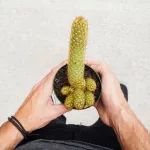 Everything You Need to Know About Jelqing