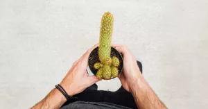 Jelqing Safety and Effectiveness Guide