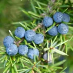 5 Emerging Benefits of Juniper Berries