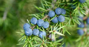 5 Emerging Benefits of Juniper Berries