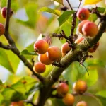 What Is Kokum Butter? All You Need to Know