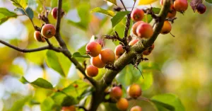 What Is Kokum Butter? All You Need to Know