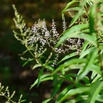 Lemon Verbena Uses: Benefits & Practical Tips