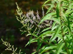 5 Potential Health Benefits of Lemon Verbena 5 Potential Health Benefits of Lemon Verbena