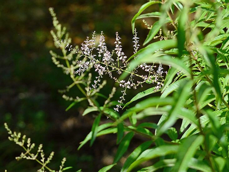 5 Potential Health Benefits of Lemon Verbena