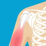 What’s the Difference Between Ligaments and Tendons?