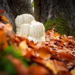 9 Health Benefits of Lion’s Mane Mushroom (Plus Side Effects)