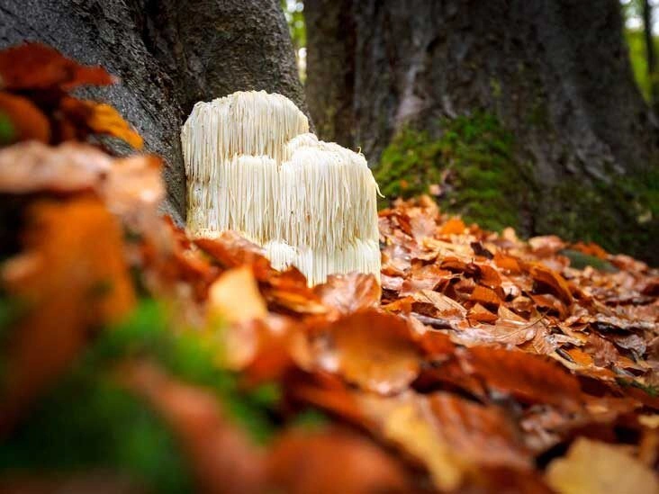 9 Health Benefits of Lion’s Mane Mushroom (Plus Side Effects)