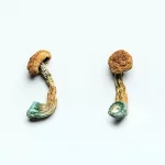 Lsd Vs Shrooms: Key Differences & Effects