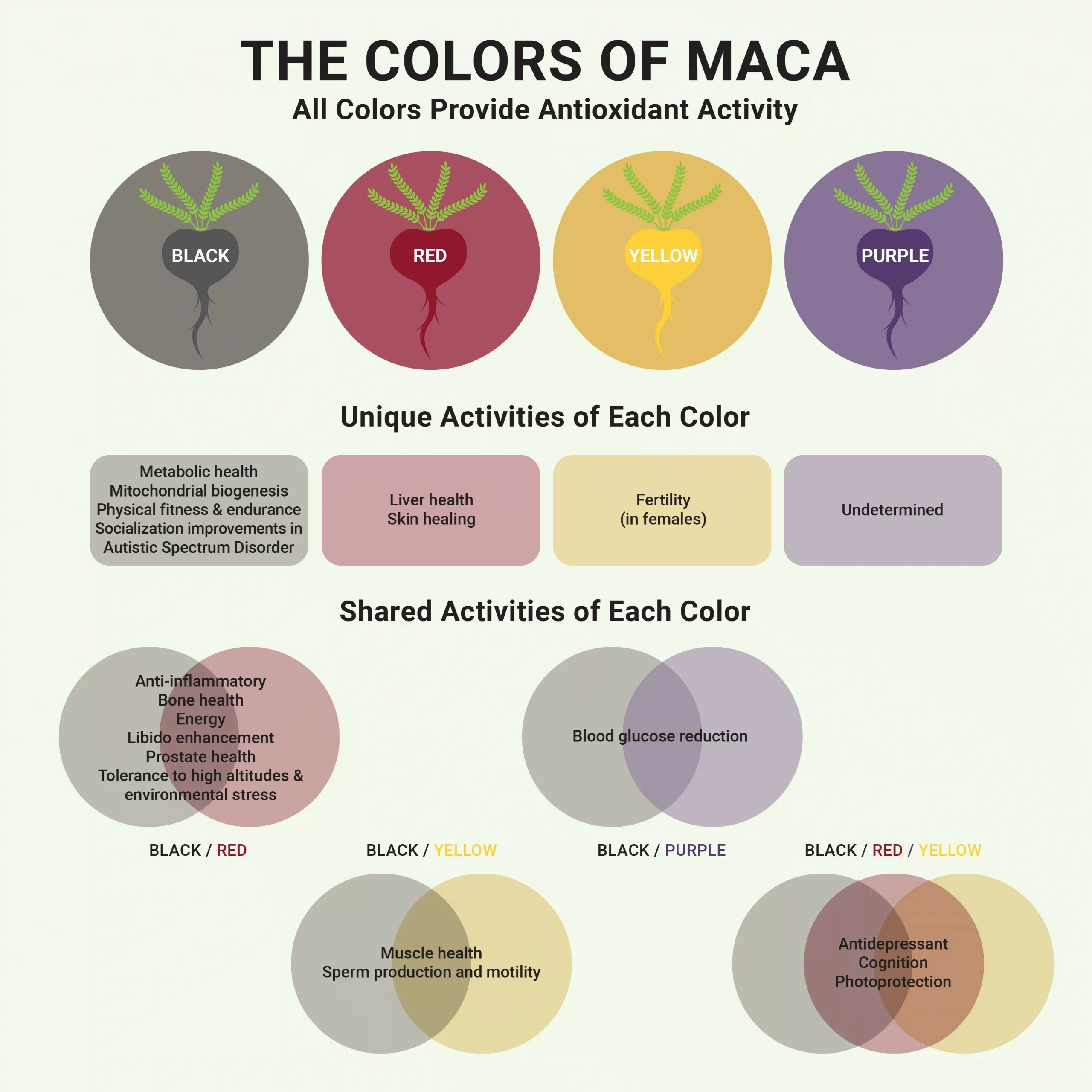 Maca Root Weight Gain or Loss: My Surprising Scoop on This Superfood