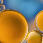 What You Need to Know About Marula Oil What You Need to Know About Marula Oil