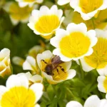 Can Meadowfoam Seed Oil Improve the Health of Your Hair and Skin? Can Meadowfoam Seed Oil Improve the Health of Your Hair and Skin?