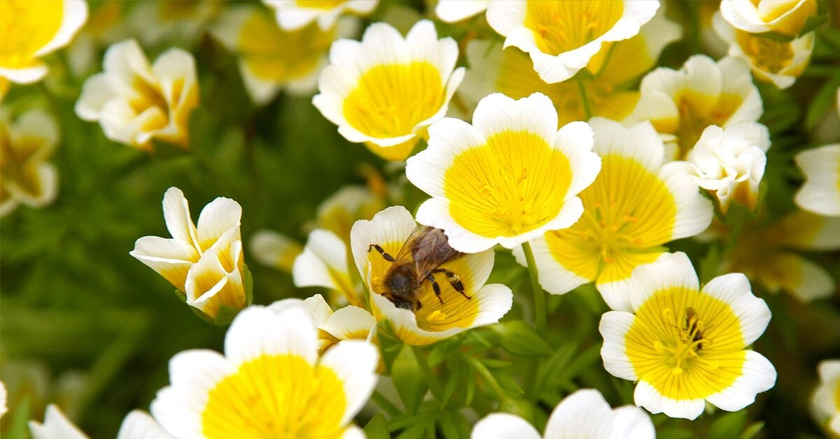 Can Meadowfoam Seed Oil Improve the Health of Your Hair and Skin?