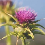 7 Science-Based Benefits of Milk Thistle
