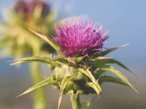 7 Science-Based Benefits of Milk Thistle