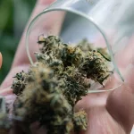 Moldy Weed: Signs, Risks & Storage Tips