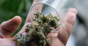 PSA: Check Your Cannabis for Mold