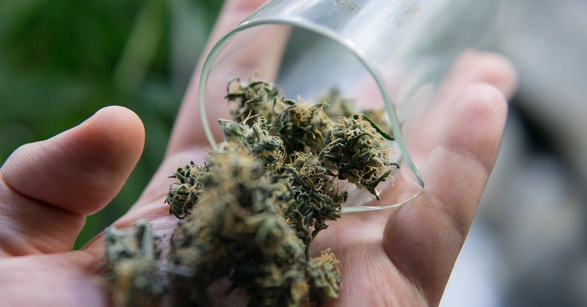 PSA: Check Your Cannabis for Mold