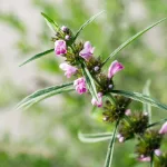What Are the Benefits and Side Effects of Motherwort?