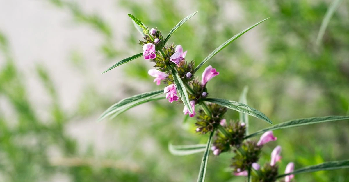 What Are the Benefits and Side Effects of Motherwort?