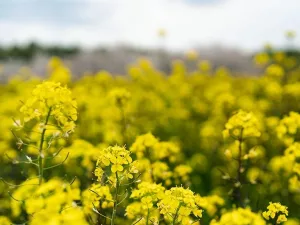 8 Benefits of Mustard Oil, Plus How to Use It