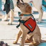 Narcolepsy Service Dog Guide