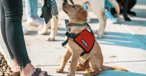 How to Find, Train, and Live With a Narcolepsy Service Dog