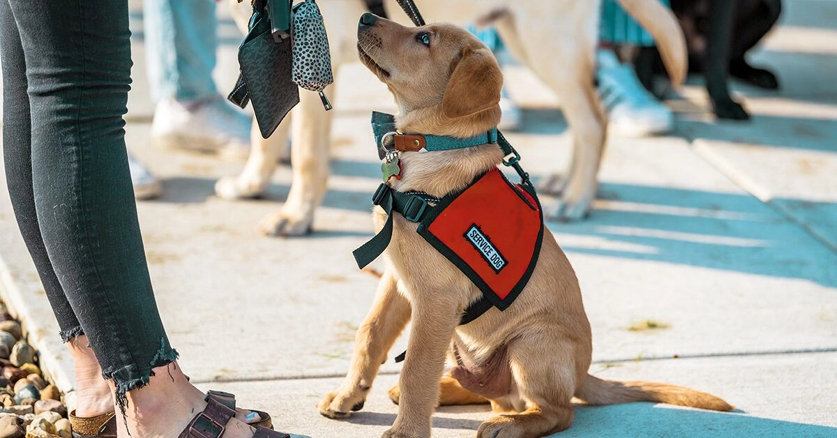 How to Find, Train, and Live With a Narcolepsy Service Dog